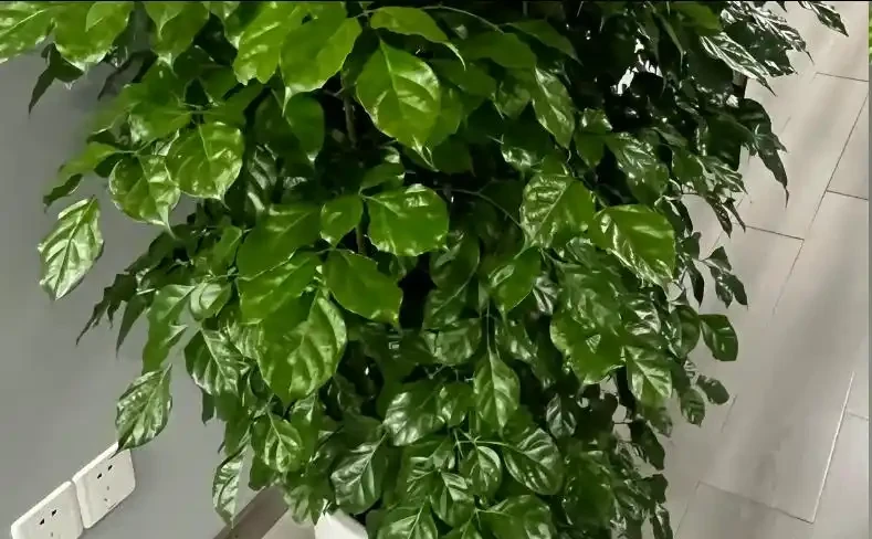 養幸福樹,勤做「3件事」,嗖嗖長滿盆,株型美觀又茂盛!