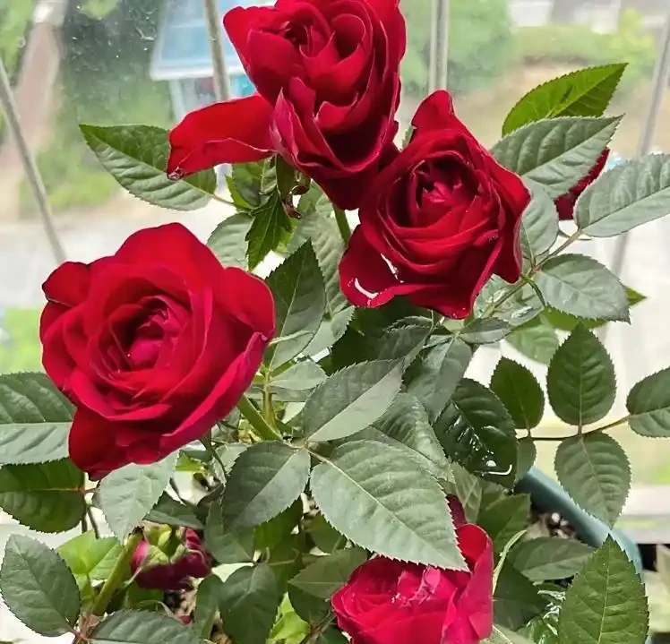玫瑰花可以插枝嗎？插枝前必抓3大要素！李姐前兩次失敗，全是栽在這上面