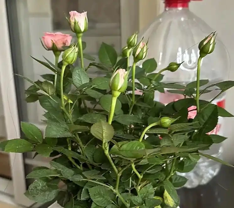 玫瑰花可以插枝嗎？插枝前必抓3大要素！李姐前兩次失敗，全是栽在這上面