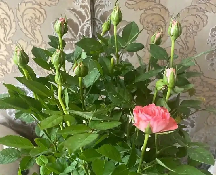 玫瑰花可以插枝嗎？插枝前必抓3大要素！李姐前兩次失敗，全是栽在這上面