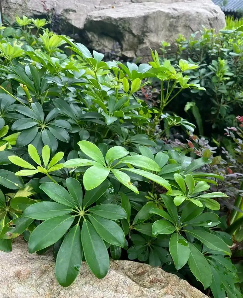 鵝掌藤多久澆一次水?解鎖鵝掌藤不同季節的澆水密碼,養出蔥鬱綠意