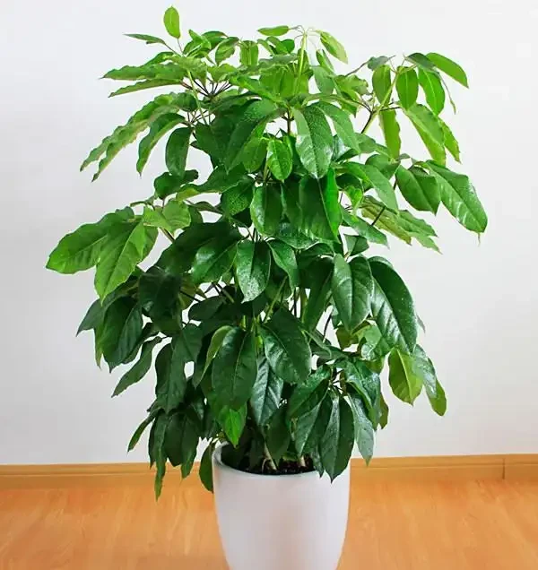 鵝掌藤多久澆一次水?解鎖鵝掌藤不同季節的澆水密碼,養出蔥鬱綠意