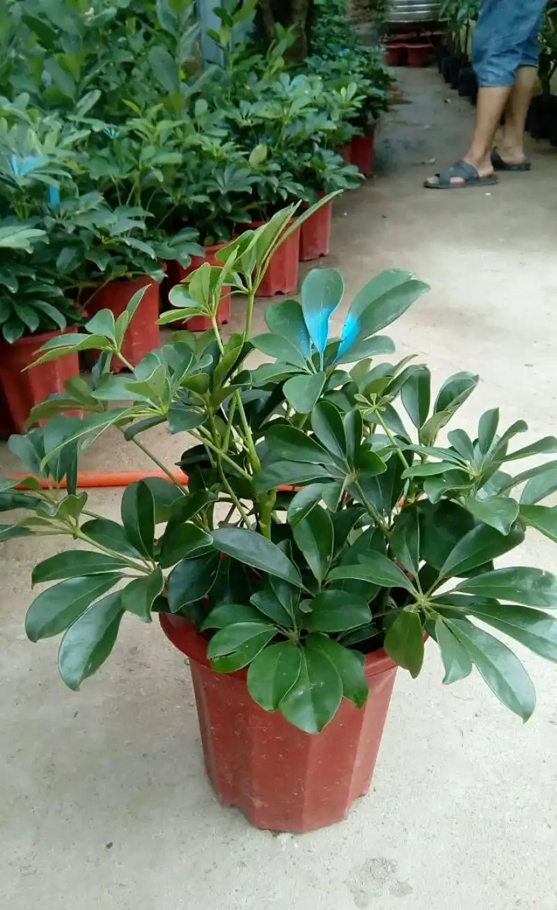 鵝掌藤多久澆一次水?解鎖鵝掌藤不同季節的澆水密碼,養出蔥鬱綠意