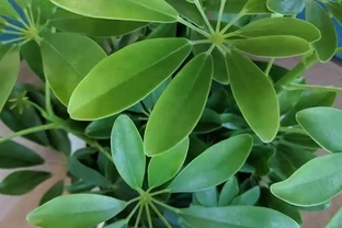 鵝掌藤多久澆一次水？解鎖鵝掌藤不同季節的澆水密碼，養出蔥鬱綠意