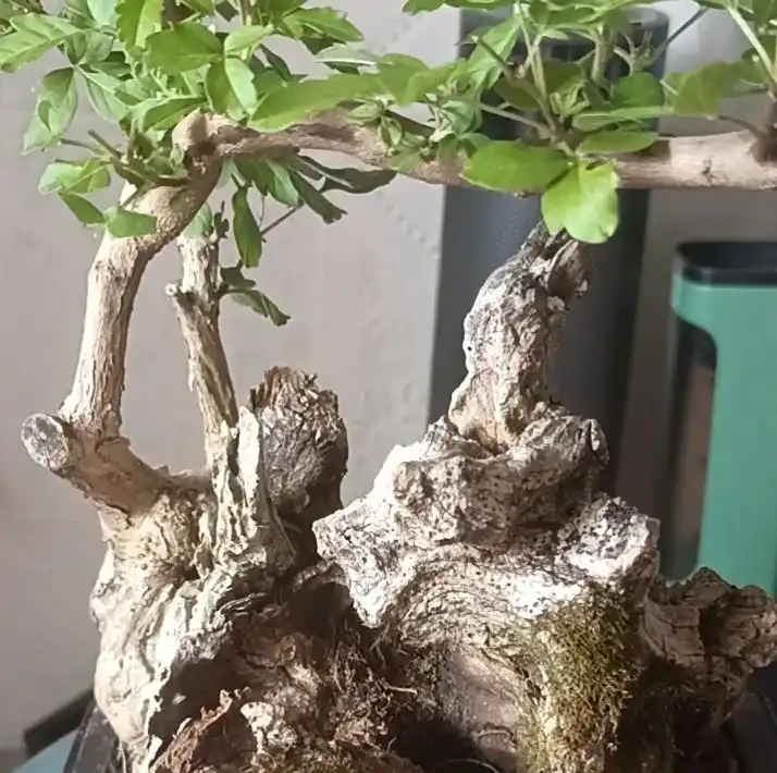 黃荊喜陽還是喜陰?10 盆經驗博主手把手教避坑,從光照到驅蚊用法,乾貨全到用不完!