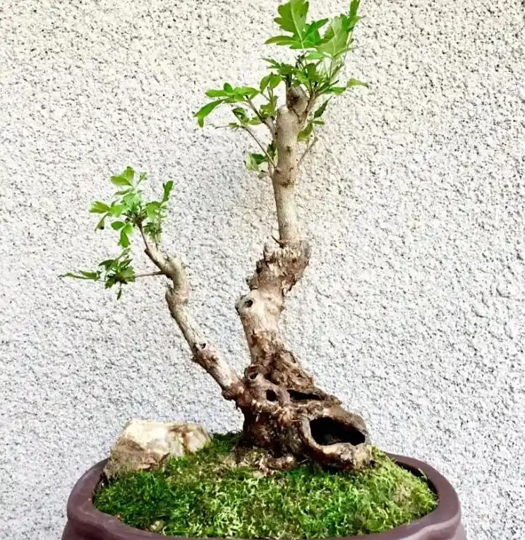 黃荊喜陽還是喜陰?10 盆經驗博主手把手教避坑,從光照到驅蚊用法,乾貨全到用不完!