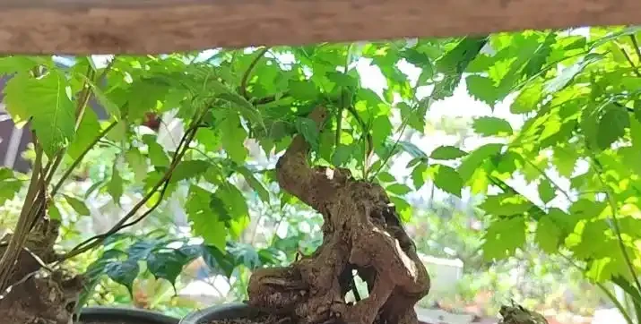 黃荊喜陽還是喜陰?10 盆經驗博主手把手教避坑,從光照到驅蚊用法,乾貨全到用不完!