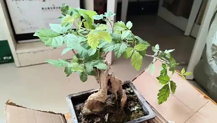 黃荊喜陽還是喜陰?10 盆經驗博主手把手教避坑,從光照到驅蚊用法,乾貨全到用不完!