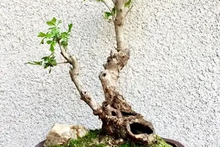 黃荊喜陽還是喜陰？10 盆經驗博主手把手教避坑，從光照到驅蚊用法，乾貨全到用不完！