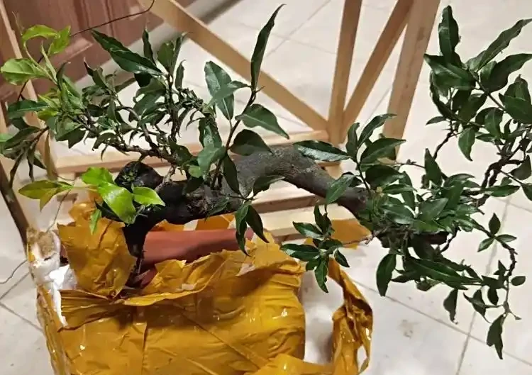 金彈子最好的肥料是哪種?總結 5 階段最佳肥料,春氮夏磷秋養根,結果超簡單!