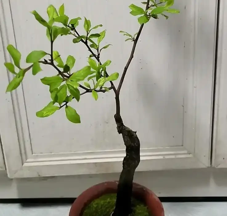 金彈子最好的肥料是哪種?總結 5 階段最佳肥料,春氮夏磷秋養根,結果超簡單!