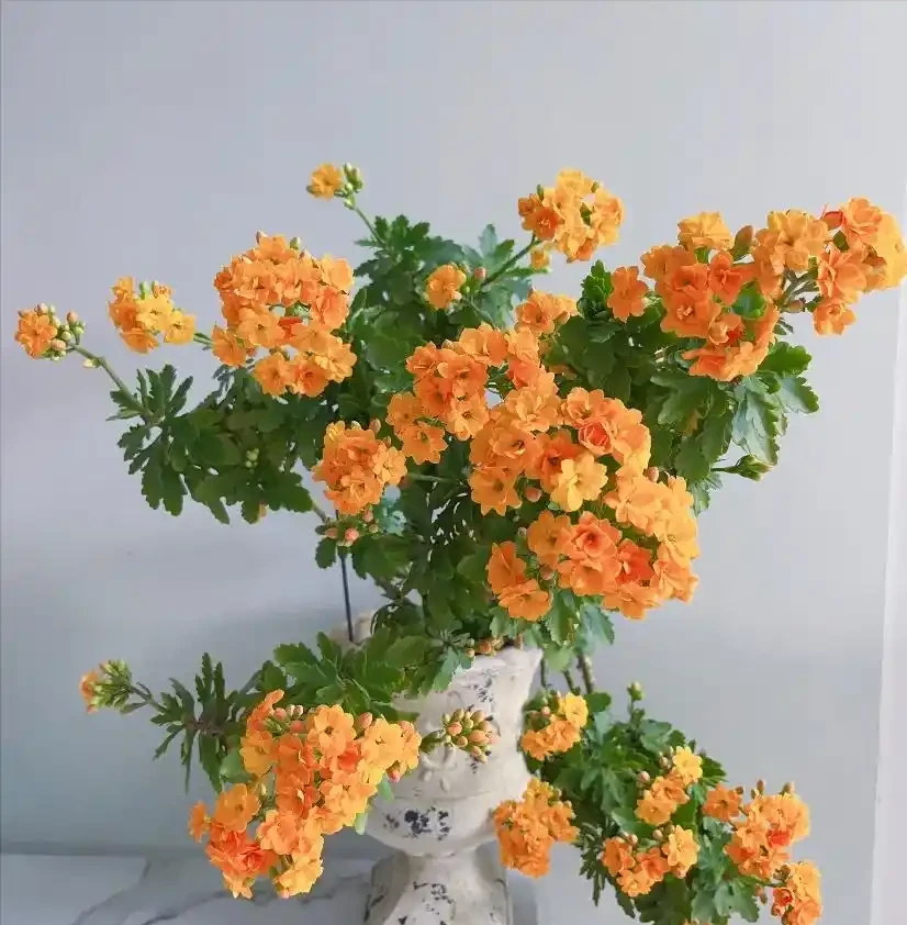 這8種花,一開就是大半年,養1盆全年有花看,太爽了!