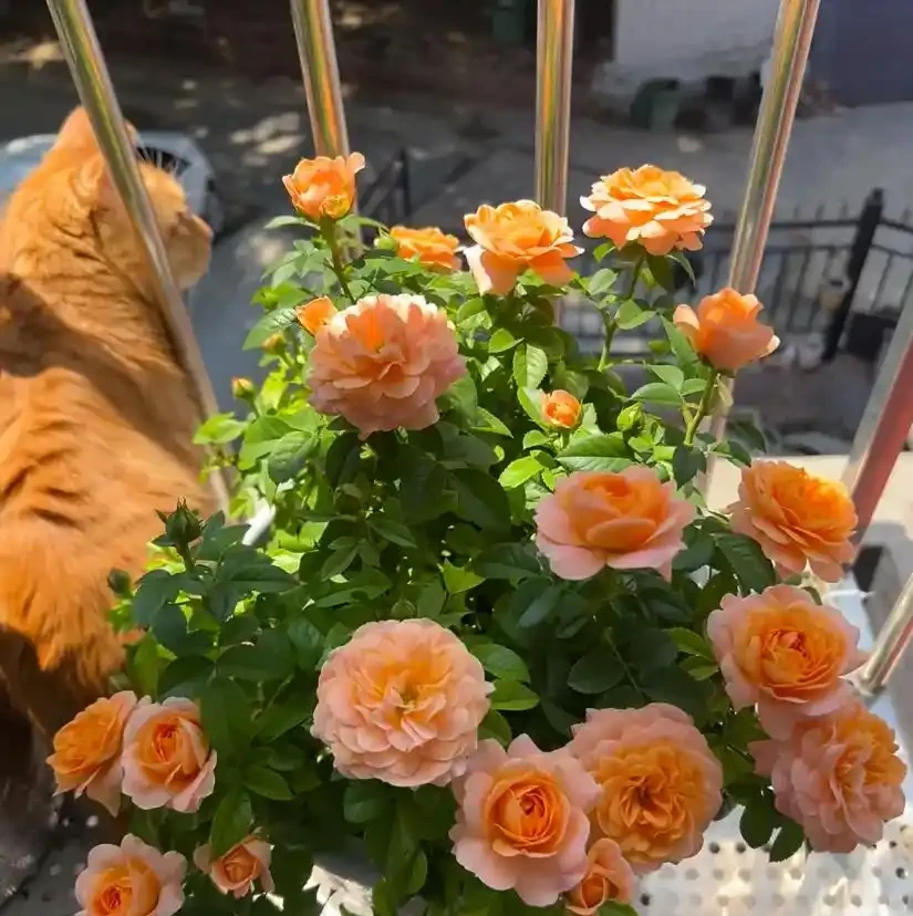 這8種花,一開就是大半年,養1盆全年有花看,太爽了!