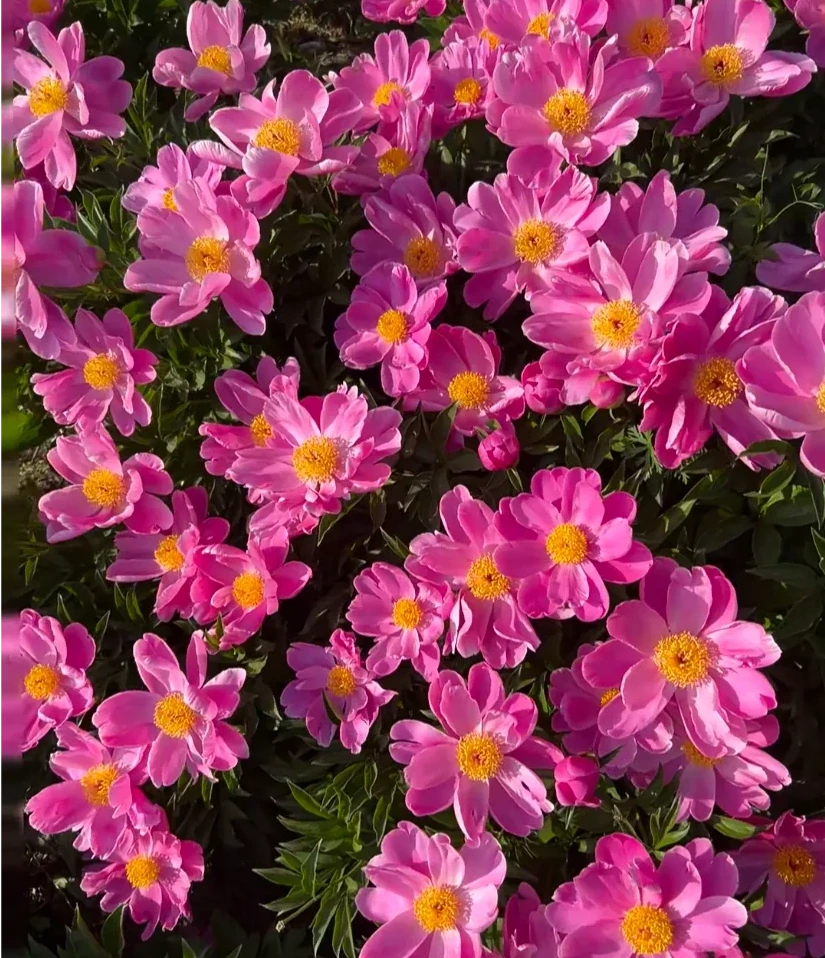 別稀裡糊塗養花，買回家的花要分4個階段去養，這是基礎常識