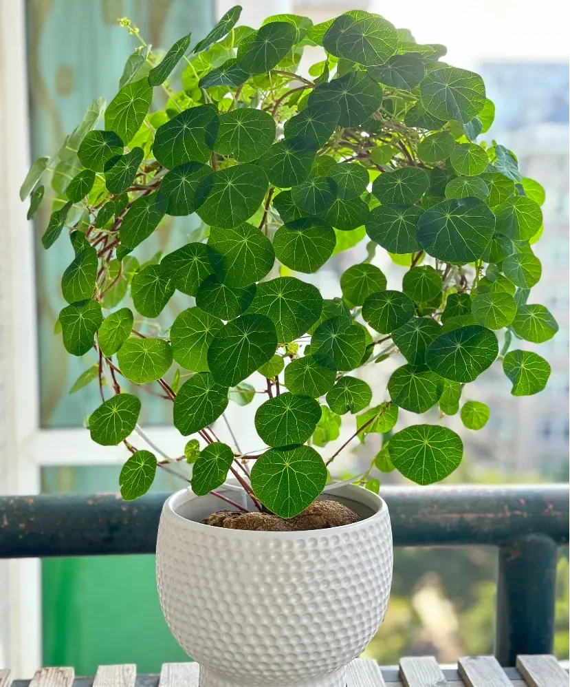 別稀裡糊塗養花，買回家的花要分4個階段去養，這是基礎常識