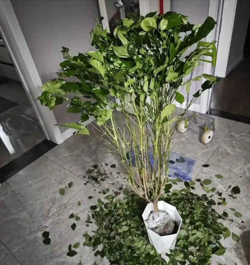 別稀裡糊塗養花，買回家的花要分4個階段去養，這是基礎常識