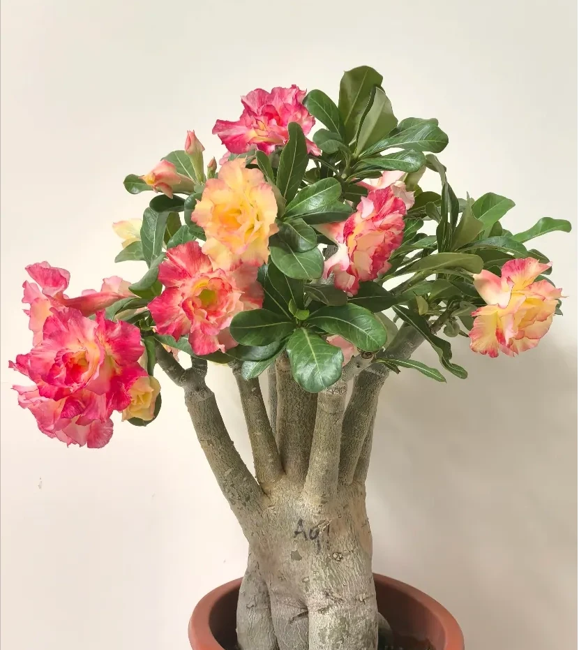 別稀裡糊塗養花，買回家的花要分4個階段去養，這是基礎常識