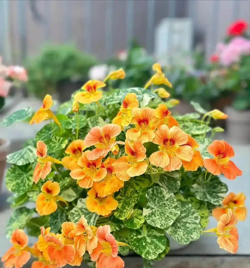 別稀裡糊塗養花，買回家的花要分4個階段去養，這是基礎常識