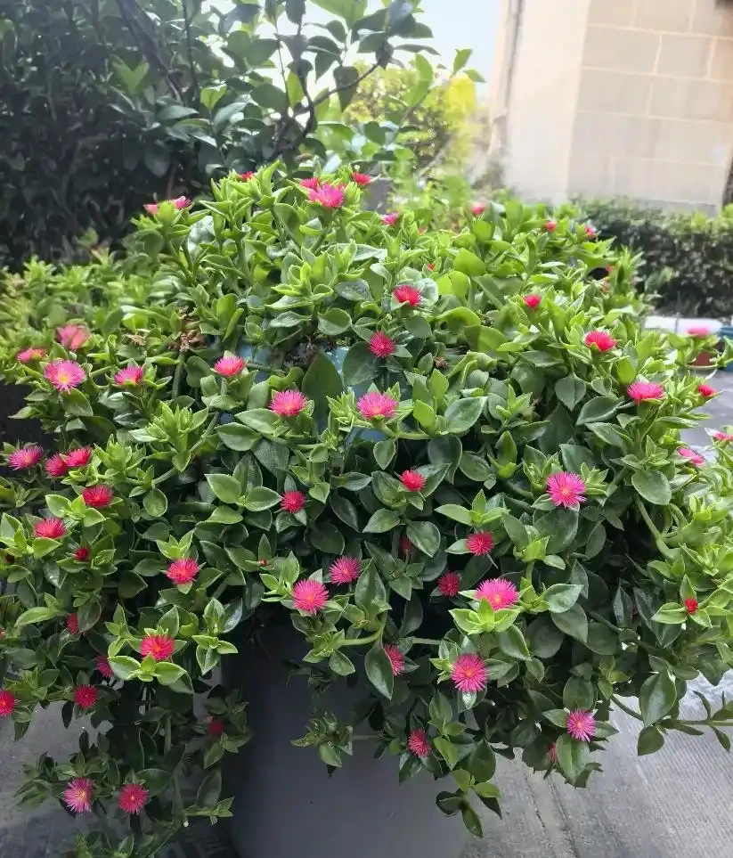 別稀裡糊塗養花，買回家的花要分4個階段去養，這是基礎常識