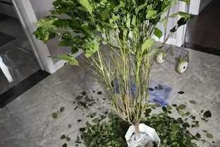 別稀裡糊塗養花，買回家的花要分4個階段去養，這是基礎常識