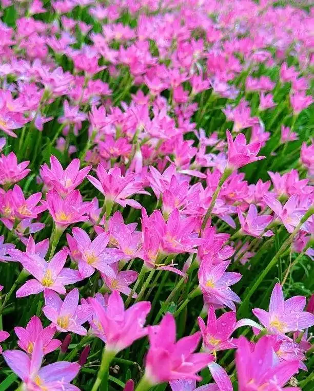 10種「不死花」，「懶人」的福音，靠天也能活出一片花海～