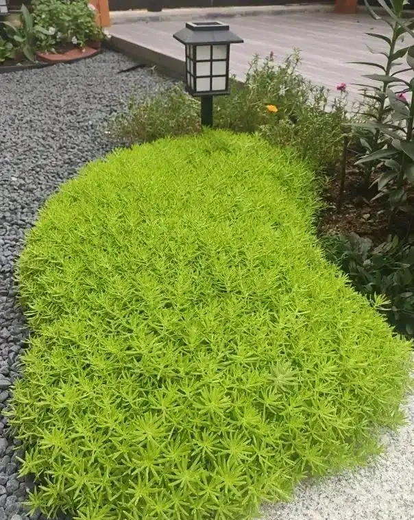 10種「不死花」，「懶人」的福音，靠天也能活出一片花海～
