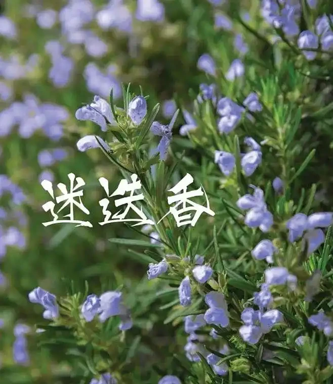 10種「不死花」，「懶人」的福音，靠天也能活出一片花海～