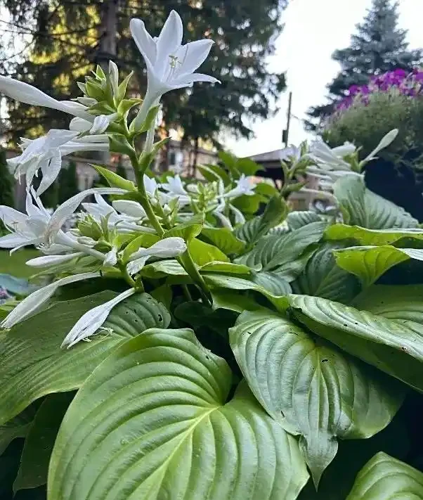 10種「不死花」，「懶人」的福音，靠天也能活出一片花海～