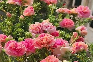10種「不死花」，「懶人」的福音，靠天也能活出一片花海～