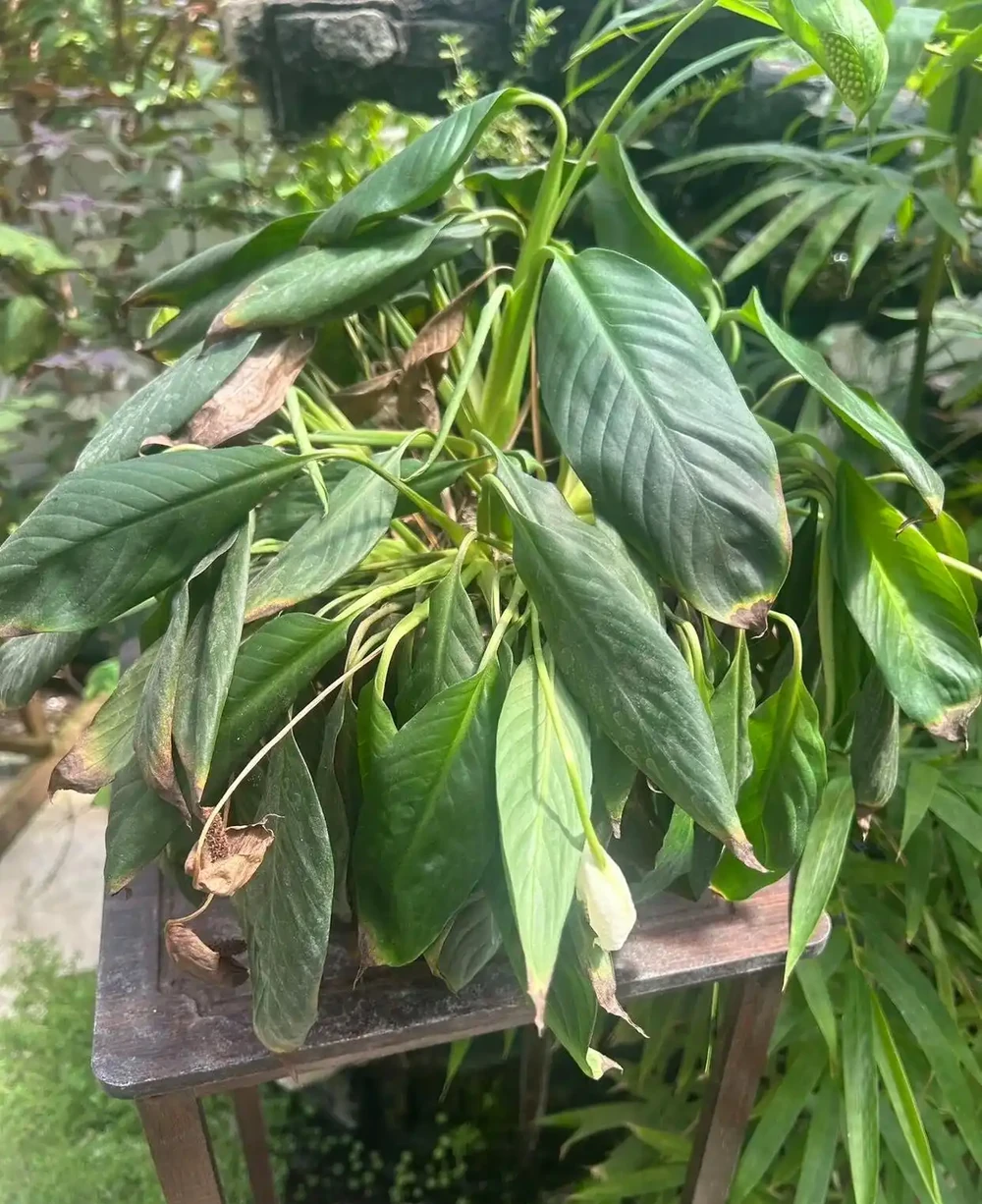白鶴芋（白鶴芋）蔫成這樣，還有救？答案是肯定的，只要一個簡單操作，就能救活它！
