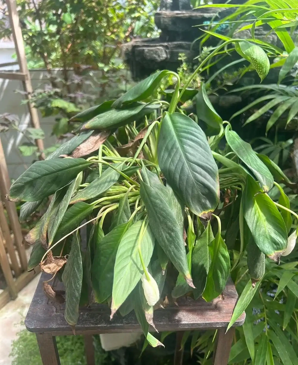 白鶴芋（白鶴芋）蔫成這樣，還有救？答案是肯定的，只要一個簡單操作，就能救活它！