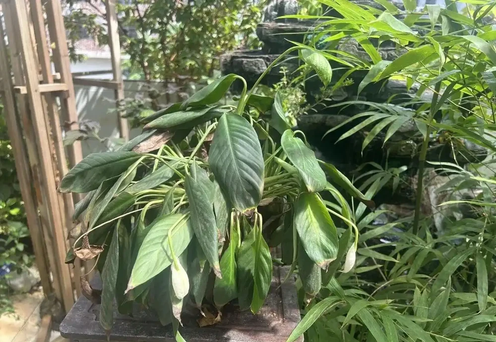 白鶴芋（白鶴芋）蔫成這樣，還有救？答案是肯定的，只要一個簡單操作，就能救活它！