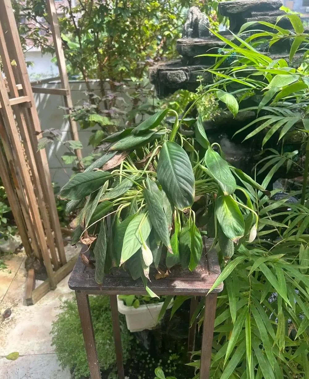 白鶴芋（白鶴芋）蔫成這樣，還有救？答案是肯定的，只要一個簡單操作，就能救活它！