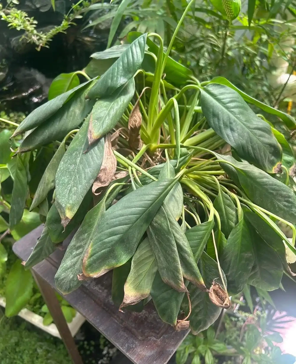 白鶴芋（白鶴芋）蔫成這樣，還有救？答案是肯定的，只要一個簡單操作，就能救活它！