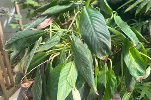 白鶴芋（白鶴芋）蔫成這樣，還有救？答案是肯定的，只要一個簡單操作，就能救活它！