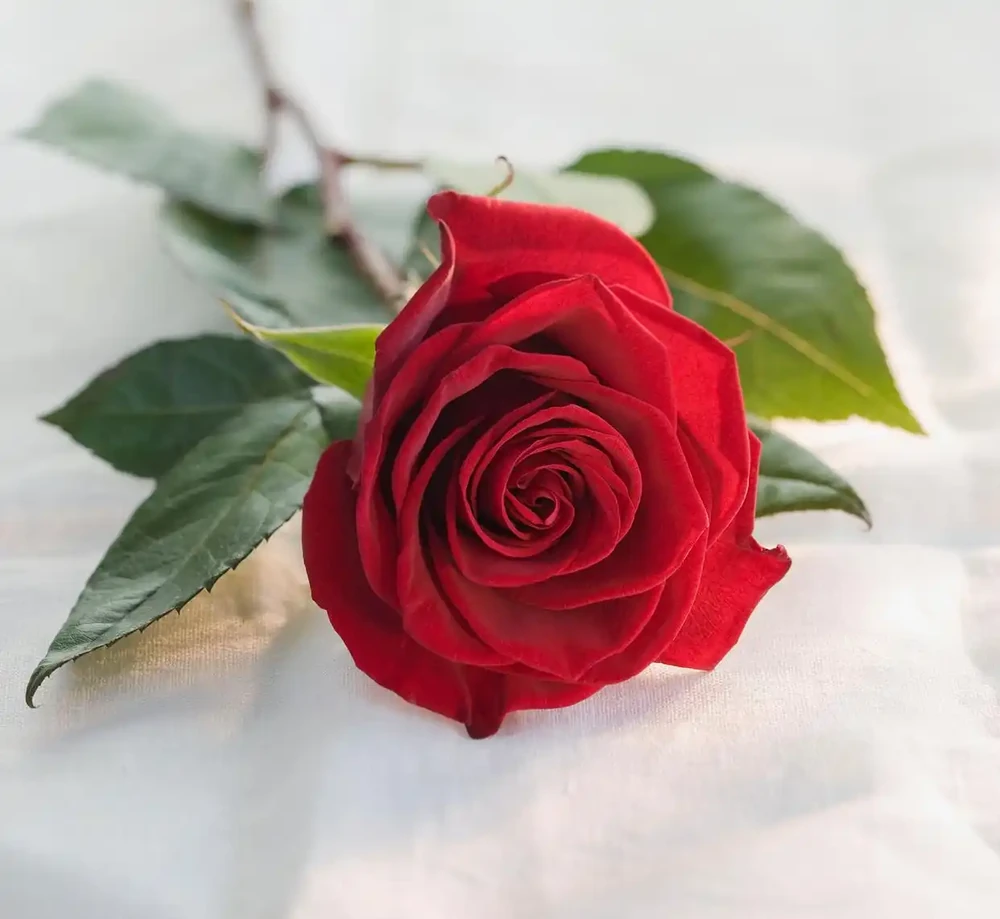 玫瑰醒花超過10小時可以嗎