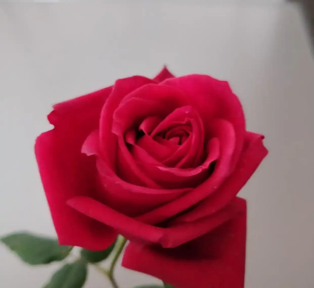 玫瑰醒花超過10小時可以嗎