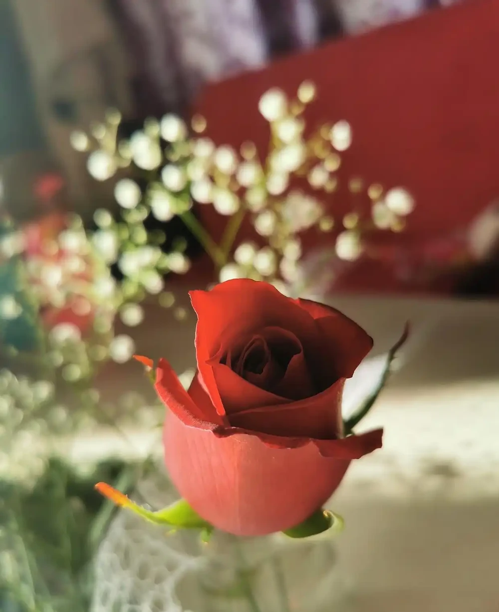玫瑰醒花超過10小時可以嗎