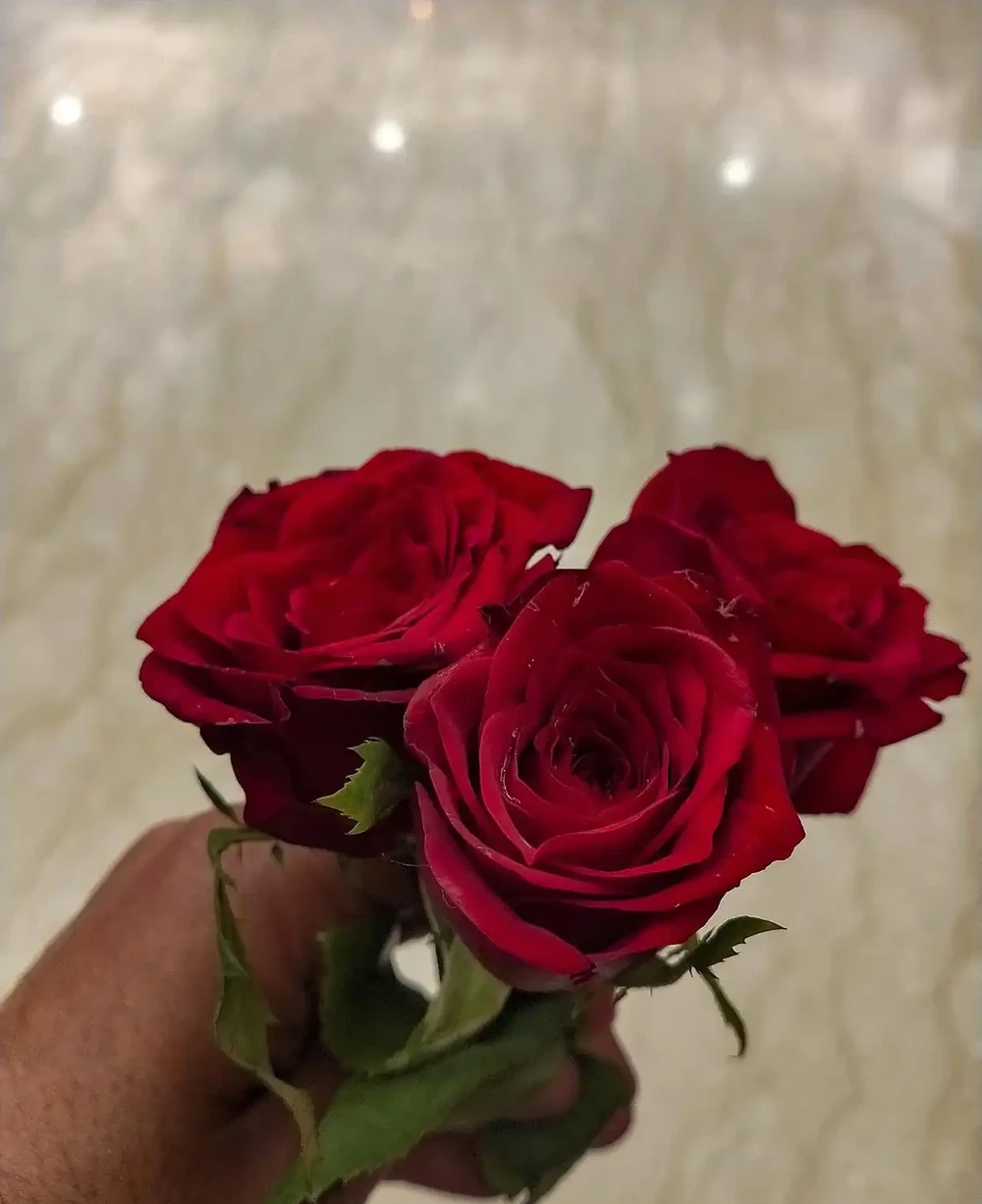 玫瑰醒花超過10小時可以嗎