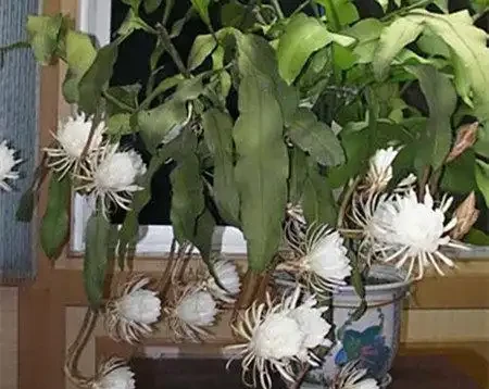 曇花葉子長黑點?4大元兇+急救方案,3招教你輕鬆破解