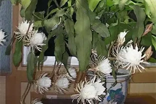 曇花葉子長黑點？4大元兇+急救方案，3招教你輕鬆破解