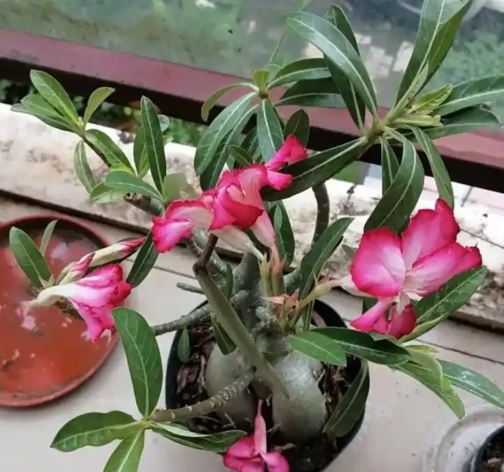 沙漠玫瑰的修剪方法:別再瞎剪!沙漠玫瑰這樣修剪,分枝爆多花量翻倍,輕鬆養成 「網紅花樹」