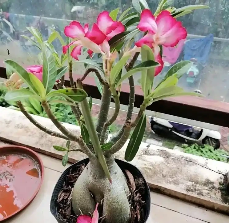 沙漠玫瑰的修剪方法:別再瞎剪!沙漠玫瑰這樣修剪,分枝爆多花量翻倍,輕鬆養成 「網紅花樹」