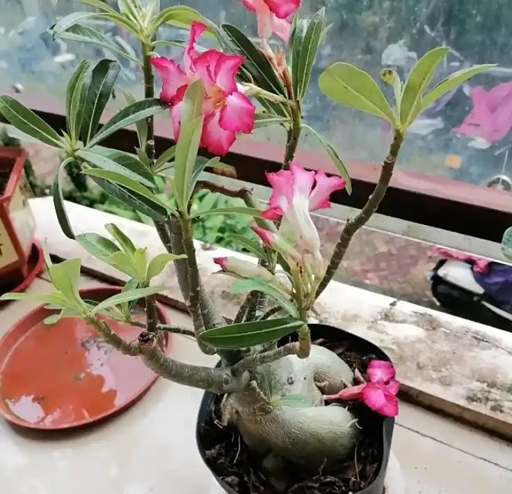沙漠玫瑰的修剪方法:別再瞎剪!沙漠玫瑰這樣修剪,分枝爆多花量翻倍,輕鬆養成 「網紅花樹」