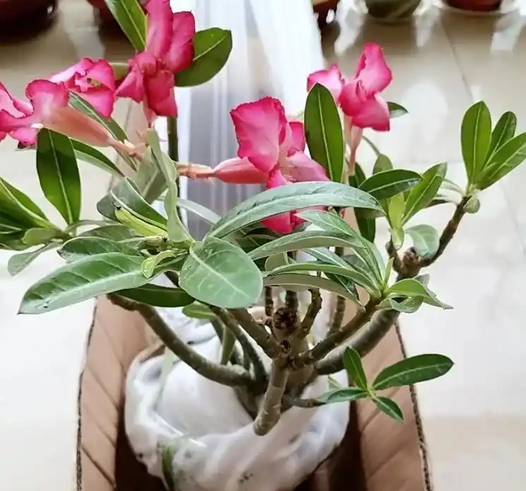 沙漠玫瑰的修剪方法:別再瞎剪!沙漠玫瑰這樣修剪,分枝爆多花量翻倍,輕鬆養成 「網紅花樹」