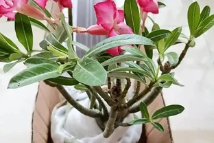 沙漠玫瑰的修剪方法：別再瞎剪！沙漠玫瑰這樣修剪，分枝爆多花量翻倍，輕鬆養成 「網紅花樹」