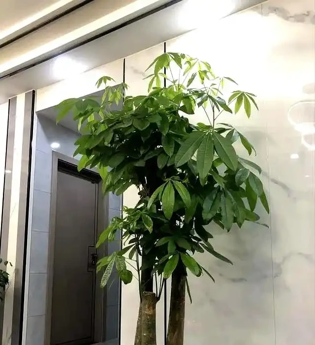 9月快動手,輕鬆一剪刀,5種花大膽剃頭狠剪,下月綠葉瘋長滿盆!