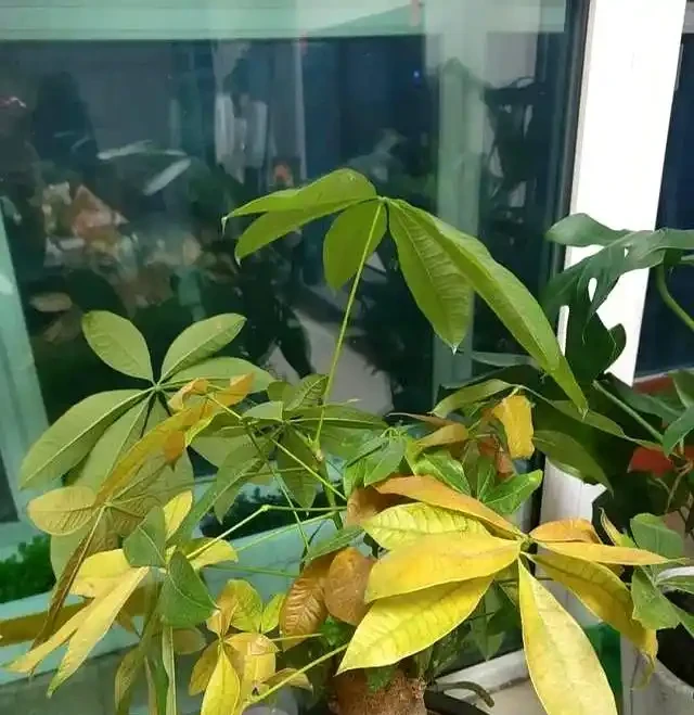 9月快動手,輕鬆一剪刀,5種花大膽剃頭狠剪,下月綠葉瘋長滿盆!