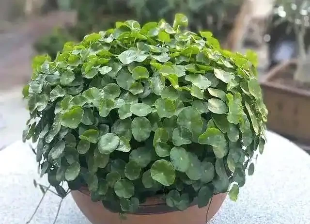 9月快動手,輕鬆一剪刀,5種花大膽剃頭狠剪,下月綠葉瘋長滿盆!