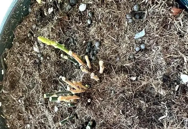 9月快動手,輕鬆一剪刀,5種花大膽剃頭狠剪,下月綠葉瘋長滿盆!